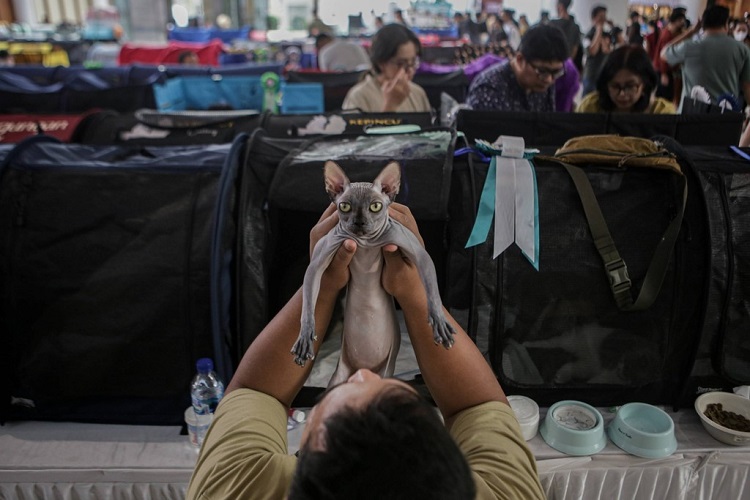 FOTO: Kontes Kucing Nasional di Tangerang Dipenuhi 195 Kucing Eksotis